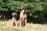 DOGUE ALLEMAND 953
